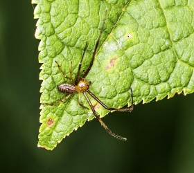 Philodromus spec.