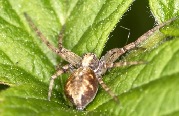 Philodromus spec.