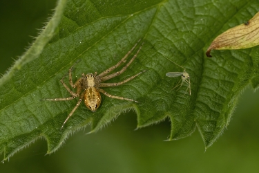 Philodromus spec.