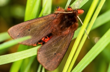 Phragmatobia fuliginosa