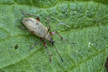 Phratora glaucus