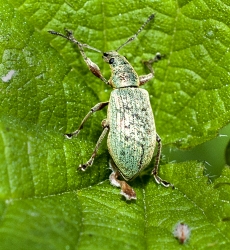 Phyllobius argenteus