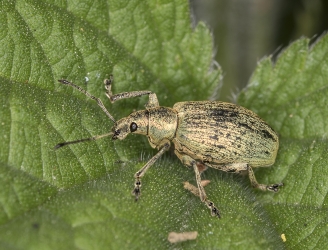 Phyllobius pomaceus