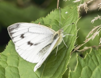 Pieris brassicae