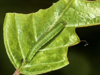 Pieris brassicae