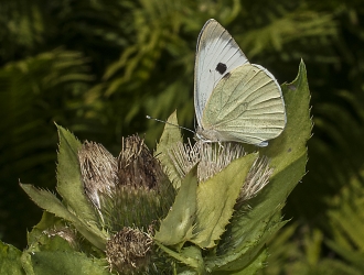 Pieris brassicae