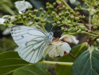 Pieris naåi