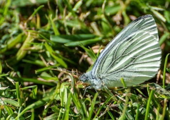 Pieris naåi