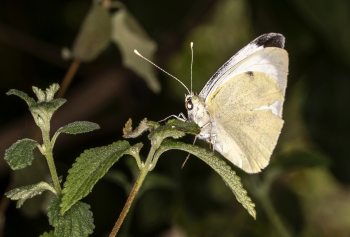 Pieris rapae