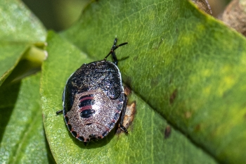 Piezodorus lituratus