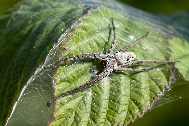 Pisaura mirabilis