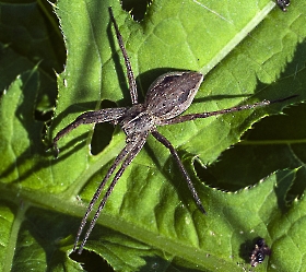 Pisaura mirabilis