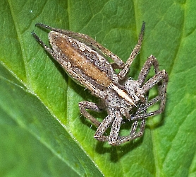 Pisaura mirabilis