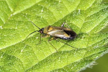 Plagiognathus arbustorum