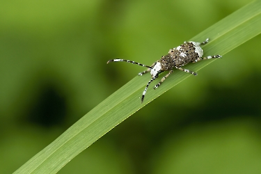 Platystomos albinus