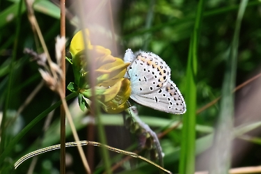 Plebejus idas