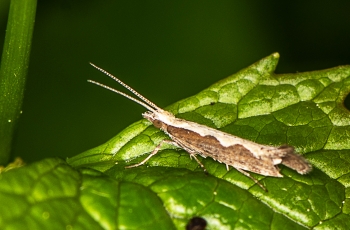 Plutella xylostella