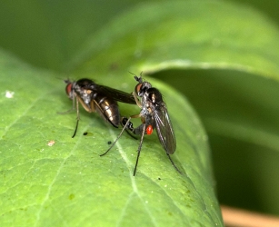 Poecilobothrus nobilitatus