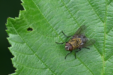 Pollenia rudis