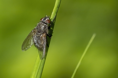 Pollenia spec.