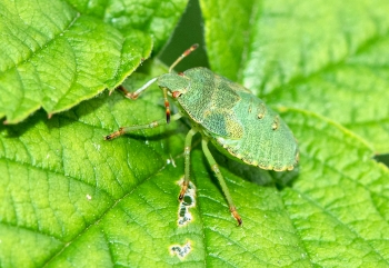 Polomena prasina