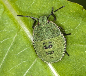 Polomena prasina