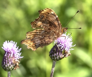 Polygonia C-album