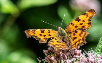 Polygonia C-album