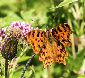 Polygonia C-album