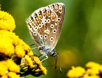 Polyommatus icarus