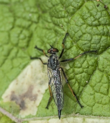 Pomponerus germanicus