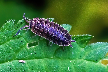 Porcellio scaber