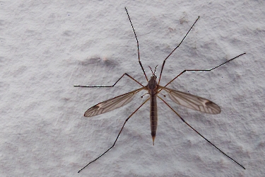 Prionocera spec.