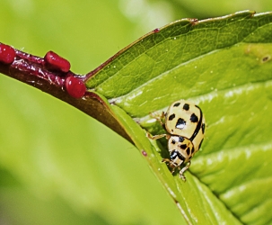 Propylea quartuordecimpunctata