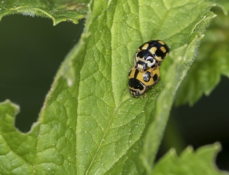 Propylea quartuordecimpunctata