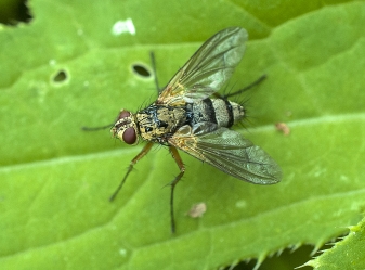 Prosena siberita