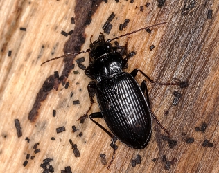 Pterostichus quadrifoveolatus