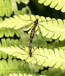 Ptychoptera contaminiata