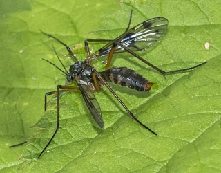 Ptychoptera contaminiata