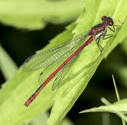 Pyrrhosoma nymphula