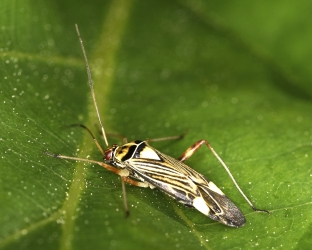 Rhabdomiris striatellus