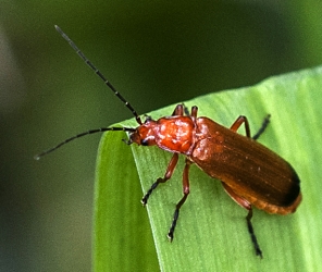 Rhagonycha fulva