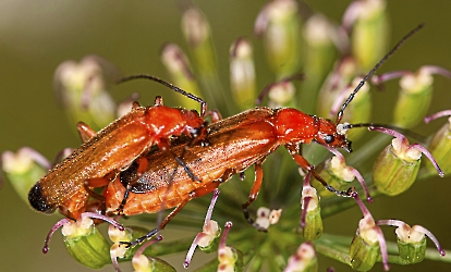 Rhagonycha fulva