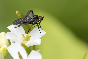 Rhamphomyia barbata