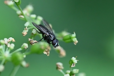 Rhinophora lepida