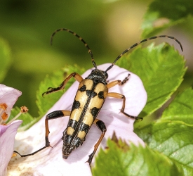 Rutpela maculata