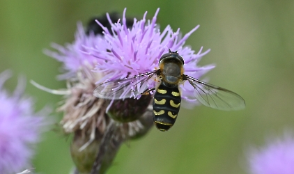 Scaeva selenitica