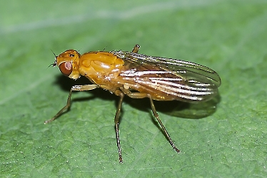 Scathophaga inquinata