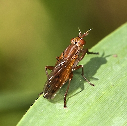 Scathophaga spec.