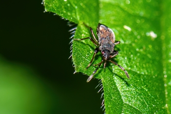 Scolepostethus spec